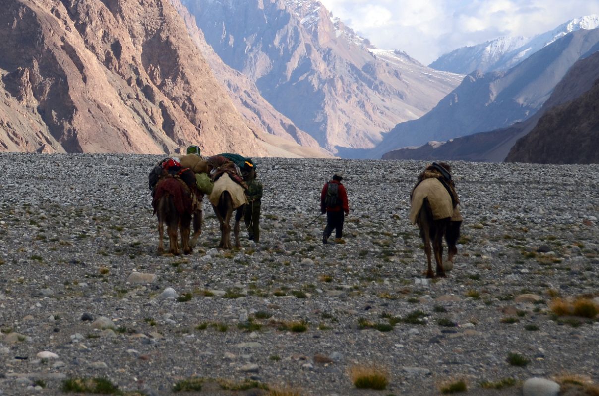 28 The Camels Lead The Way Towards Gasherbrum North Base Camp In China